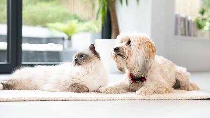 Witte kat en pluizige hond zitten op de vloer.
