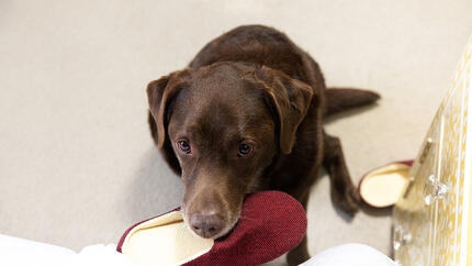Un labrador assis dans une chambre, en train de mâchouiller une pantoufle.
