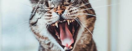 Gros plan d'un chat qui siffle.