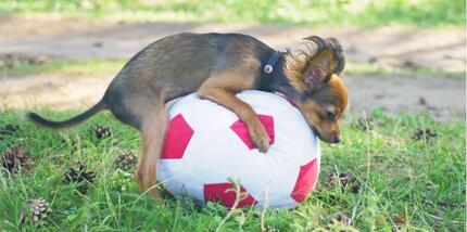 vrouwelijke hond hobbelt een voetbal in het gras