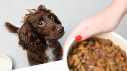 hond krijgt volle eetkom