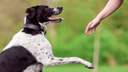 baasje vraagt pootje aan hond