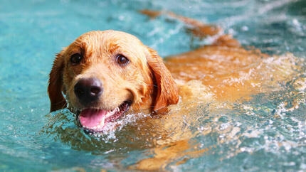 Hond in helder water