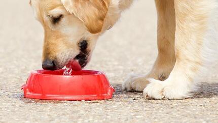 bruine hond kijkt naar dokter