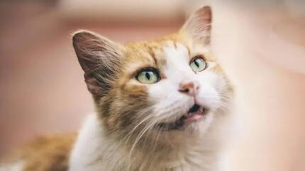 Mijn kat braakt zijn brokjes uit