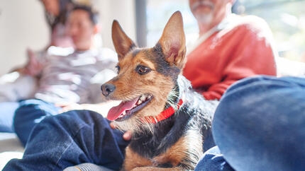 kleine zwart-bruine hond zit bij meerdere mensen
