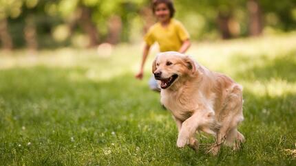 Dog running in a park