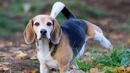 Sang dans les urines chez le chien