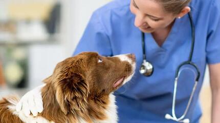 chien brun regarde docteur