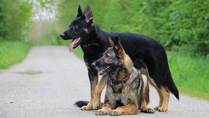 Belgian Shepherd vs German Shepherd