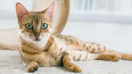 Comment couper les griffes de son chat : guide pratique et astuces