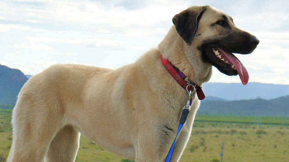 Chien debout dans le champ avec des montagnes en arrière-plan