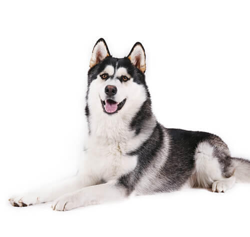 Alaska-malamute