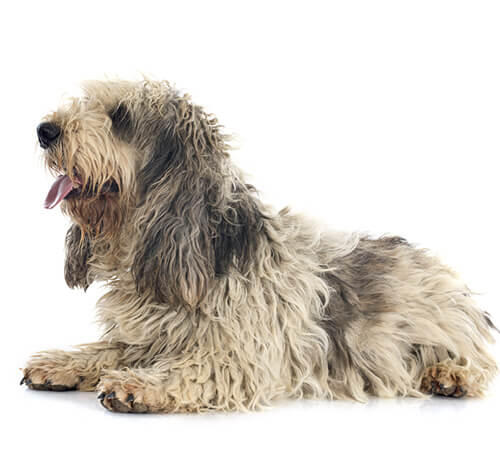 Grand Basset Griffon vendéen