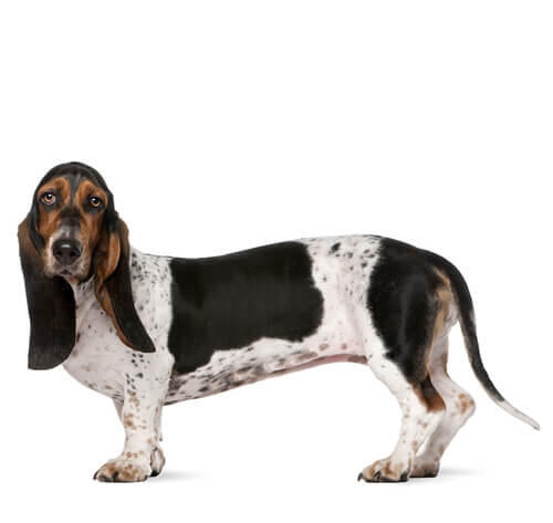 Bassethond