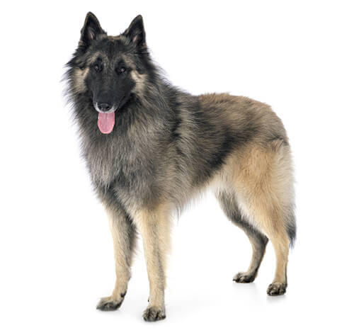 De Tervuerense herder
