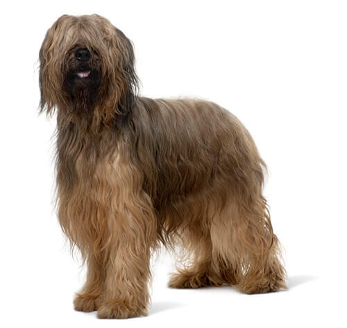 Briard (Berger de Brie)