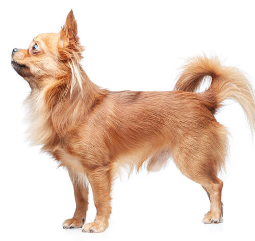 Chihuahua à poil long