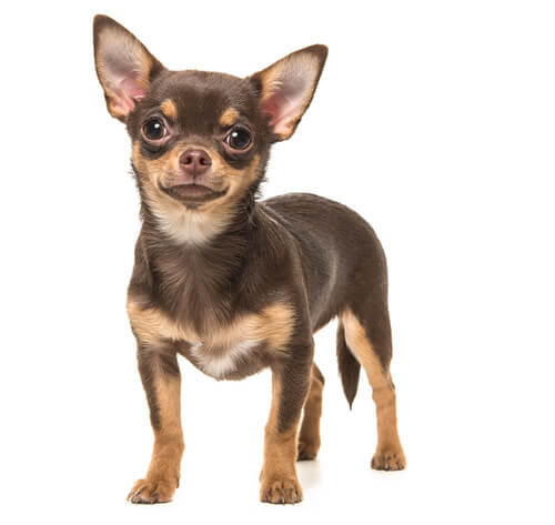 Chihuahua à poil court