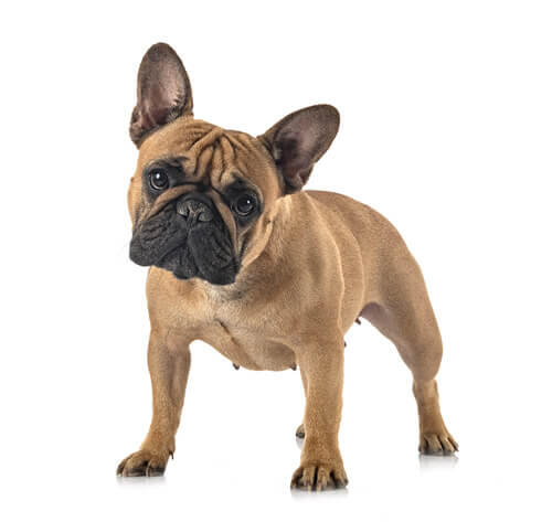 Franse buldog