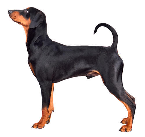 Pinscher allemand