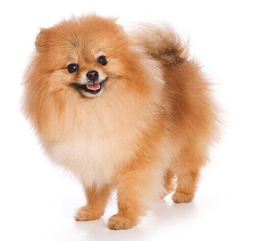 Spitz allemand nain