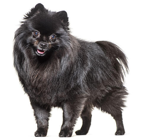 Middenslagkeeshond