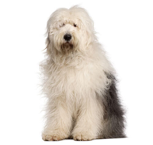Old english sheepdog
