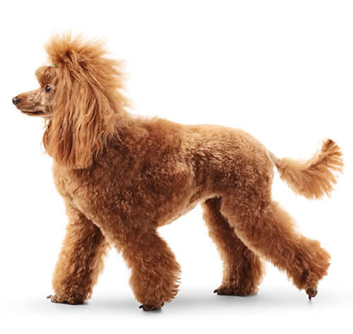 Grand Caniche 