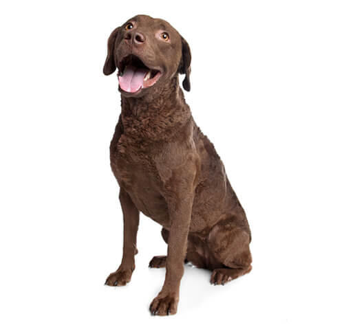 Chesapeake bayretriever