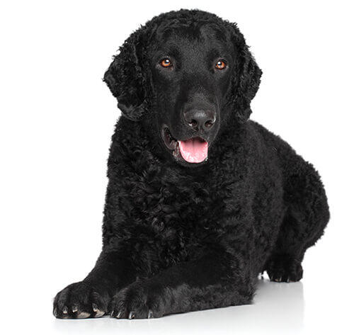 Curly-coated retriever