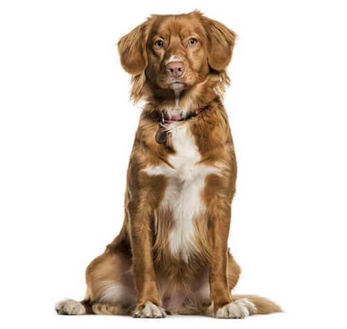 Nova scotia duck tolling retriever