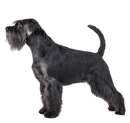 Middenslagschnauzer