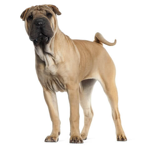 Shar-pei