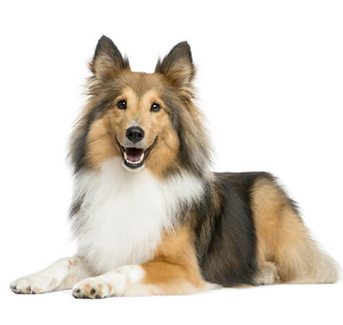 Shetland sheepdog