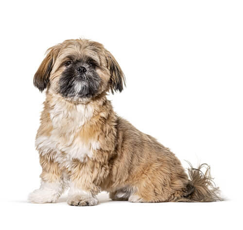 Shih tzu