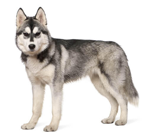 Husky sibérien