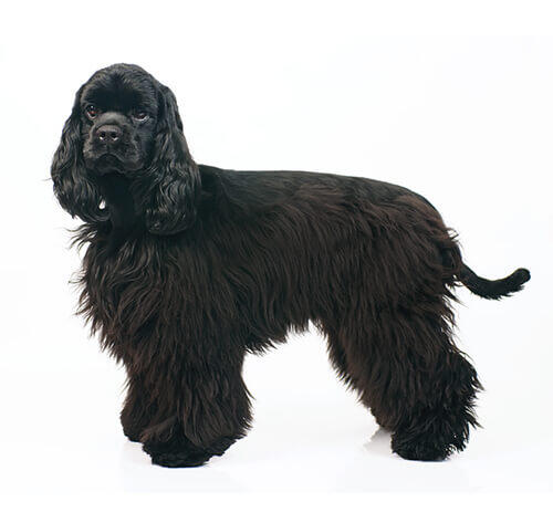 Cocker Spaniel américain