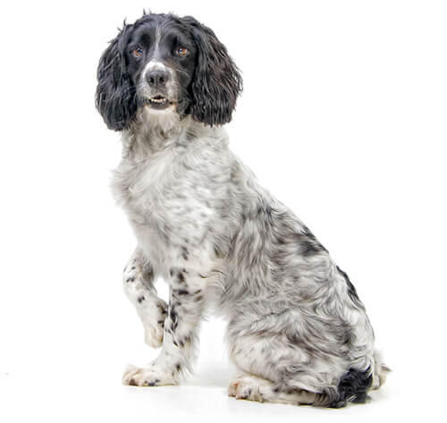 Springer Spaniel