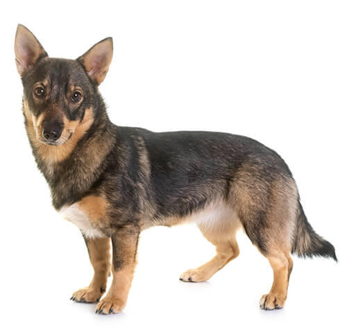 Zweedse vallhund