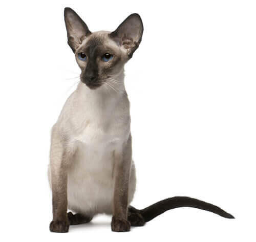 Balinese kat