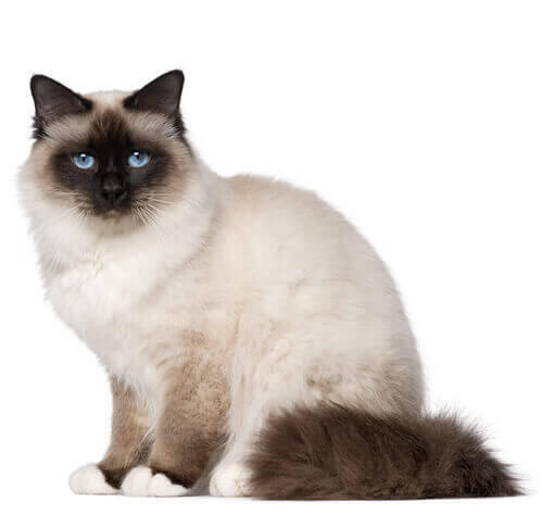 Birman