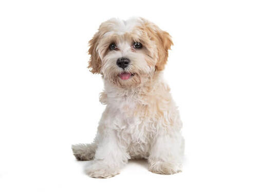 Cavapoo op witte achtergrond kijkt naar camera