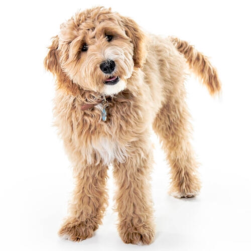 Goldendoodle op witte achtergrond kijkt naar camera
