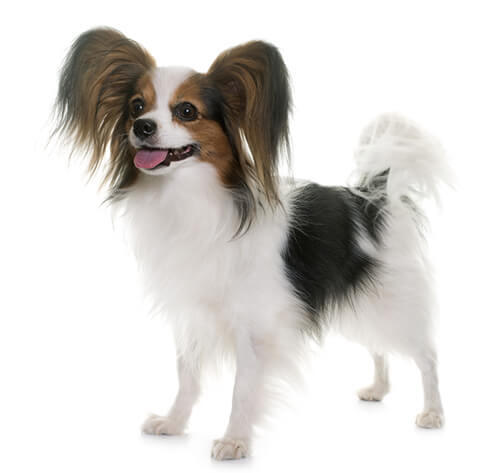 Vlinderhondje
