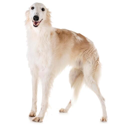 Barzoï