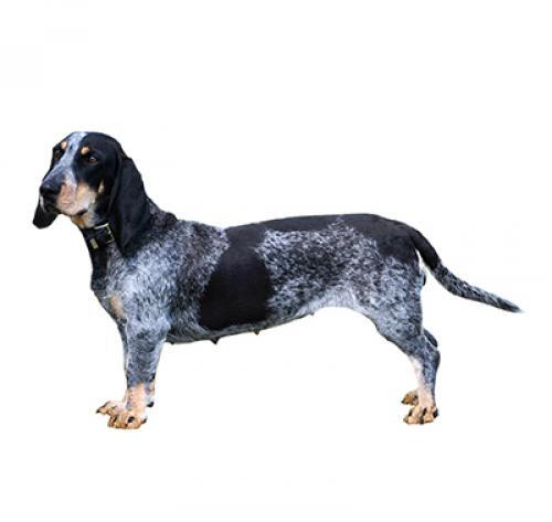 Basset bleu de gascogne