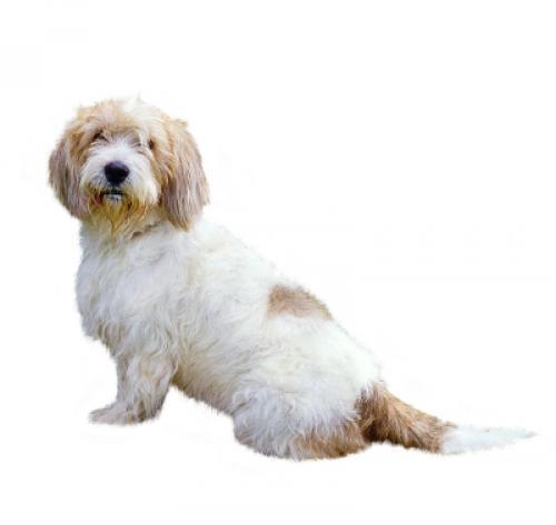 Kleine Basset Griffon Vendeen