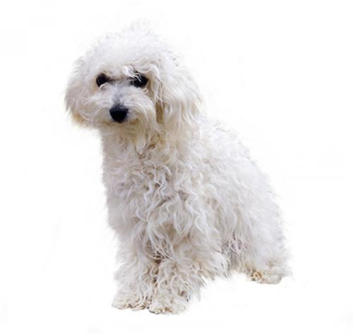 Bichon bolonais