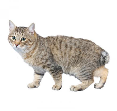 Japanese Bobtail Long Hair